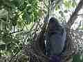 Scrub Jay chicks preening parent arrives feeds eats poop leaves Cat.#V18294, 1920x1080 H.264/MPEG-4 AVC/avc1(.MP4), 64 sec. at 29.971fps 