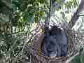 Scrub Jay chicks resting Cat.#V18298, 1920x1080 H.264/MPEG-4 AVC/avc1(.MP4), 10 sec. at 29.971fps 