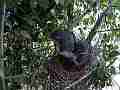 Scrub Jay chicks very active flapping Cat.#V18304, 1920x1080 H.264/MPEG-4 AVC/avc1(.MP4), 27 sec. at 29.971fps 