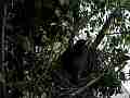 Scrub Jay dusk grainy chicks resting parent arrives eats poop Cat.#V18310, 1920x1080 H.264/MPEG-4 AVC/avc1(.MP4), 36 sec. at 29.971fps 