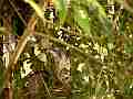 Scrub Jay chicks stretching flapping Cat.#V18314, 1920x1080 H.264/avc1(.MOV), 29 sec. at 29.971fps 