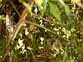 Scrub Jay feeding Cat.#V18318, 1920x1080 H.264/avc1(.MOV), 55 sec. at 29.971fps 