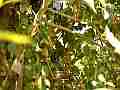 Scrub Jay Nest chick activity Cat.#V18325, 1920x1080 H.264/avc1(.MOV), 19 sec. at 29.971fps 