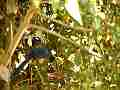 Scrub Jay Nest feeding Cat.#V18329, 1920x1080 H.264/avc1(.MOV), 33 sec. at 29.971fps 
