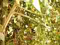 Scrub Jay Nest feeding Cat.#V18330, 1920x1080 H.264/avc1(.MOV), 31 sec. at 29.971fps 