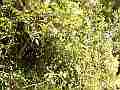 Scrub Jay Nest wide view Cat.#V18331, 1920x1080 H.264/avc1(.MOV), 15 sec. at 29.971fps 