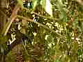 Scrub Jay Nest feeding Cat.#V18333, 1920x1080 H.264/avc1(.MOV), 31 sec. at 29.971fps 