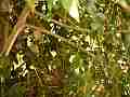 Scrub Jay Nest begging adult arrives Cat.#V18334, 1920x1080 H.264/avc1(.MOV), 26 sec. at 29.971fps 