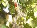Scrub Jay Nest blurry poop butt chicks head pops up Cat.#V18340, 1920x1080 H.264/avc1(.MOV), 14 sec. at 29.971fps 