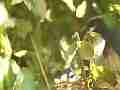 Scrub Jay Nest feeding focus adjust Cat.#V18341, 1920x1080 H.264/avc1(.MOV), 17 sec. at 29.971fps 