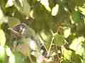 Scrub Jay Nest chick view Cat.#V18342, 1920x1080 H.264/avc1(.MOV), 21 sec. at 29.971fps 