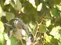 Scrub Jay Nest chick stretch Cat.#V18343, 1920x1080 H.264/avc1(.MOV), 21 sec. at 29.971fps 