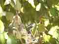 Scrub Jay Nest chick head Cat.#V18344, 1920x1080 H.264/avc1(.MOV), 20 sec. at 29.971fps 