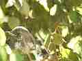 Scrub Jay Nest chick head preening Cat.#V18345, 1920x1080 H.264/avc1(.MOV), 19 sec. at 29.971fps 