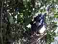 Scrub Jay chicks hanging out female adjusts branch in the way Cat.#V18358, 1920x1080 H.264/MPEG-4 AVC/avc1(.MP4), 21 sec. at 29.971fps 