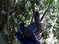 Scrub Jay parents leave chicks hopping flapping squawking Cat.#V18363, 1920x1080 H.264/MPEG-4 AVC/avc1(.MP4), 58 sec. at 29.971fps 