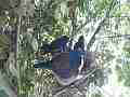 Scrub Jay female leaves chicks squawk Cat.#V18364, 1920x1080 H.264/MPEG-4 AVC/avc1(.MP4), 14 sec. at 29.971fps 