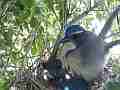 Scrub Jay parents feed chick corn male leaves Cat.#V18366, 1920x1080 H.264/MPEG-4 AVC/avc1(.MP4), 34 sec. at 29.971fps 