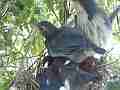 Scrub Jay female and chicks stacked in crowded nest Cat.#V18367, 1920x1080 H.264/MPEG-4 AVC/avc1(.MP4), 24 sec. at 29.971fps 