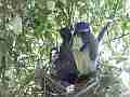 Scrub Jay female and chicks crowded in nest Cat.#V18368, 1920x1080 H.264/MPEG-4 AVC/avc1(.MP4), 13 sec. at 29.971fps 