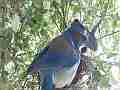 Scrub Jay parent leaves chicks preen and stretch Cat.#V18377, 1920x1080 H.264/MPEG-4 AVC/avc1(.MP4), 24 sec. at 29.971fps 