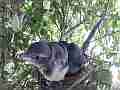 Scrub Jay chicks preening close up one pecks others tail Cat.#V18381, 1920x1080 H.264/MPEG-4 AVC/avc1(.MP4), 15 sec. at 29.971fps 