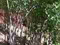 Scrub Jay male returns to nest wide view handheld Cat.#V18392, 1920x1080 H.264/AVC/AVCHD(.MTS), 25 sec. at 30fps 
