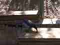 Scrub Jay thrashes worm bait flies off (mower noise) Cat.#V18401, 1920x1080 H.264/AVC/AVCHD(.MTS), 18 sec. at 30fps 