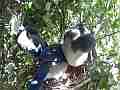 Scrub Jay chicks preening stretching flapping female checking nest Cat.#V18417, 1920x1080 H.264/MPEG-4 AVC/avc1(.MP4), 25 sec. at 29.971fps 