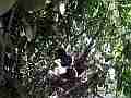 Scrub Jay long wait parent arrives squawking no feed Cat.#V18420, 1920x1080 H.264/MPEG-4 AVC/avc1(.MP4), 56 sec. at 29.971fps 