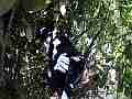 Scrub Jay Chicks active in crowded nest with parent (traffic noise) Cat.#V18422, 1920x1080 H.264/MPEG-4 AVC/avc1(.MP4), 33 sec. at 29.971fps 