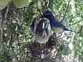 Scrub Jay parent feeding leaves chicks active 2nd parent arrives Cat.#V18433, 1920x1080 H.264/MPEG-4 AVC/avc1(.MP4), 42 sec. at 29.971fps 