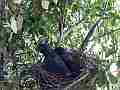 Scrub Jay chicsk resting Cat.#V18436, 1920x1080 H.264/MPEG-4 AVC/avc1(.MP4), 11 sec. at 29.971fps 