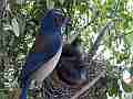 Scrub Jay parent feeding leaves Cat.#V18438, 1920x1080 H.264/MPEG-4 AVC/avc1(.MP4), 28 sec. at 29.971fps 