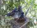 Scrub Jay chicks active hopping preening Cat.#V18440, 1920x1080 H.264/MPEG-4 AVC/avc1(.MP4), 37 sec. at 29.971fps 