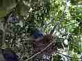 Scrub Jay chick way outide nest parent nearby Cat.#V18446, 1920x1080 H.264/MPEG-4 AVC/avc1(.MP4), 23 sec. at 29.971fps 
