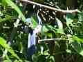 Scrub Jay parent returns to nest zoomed follow handheld Cat.#V18451, 1920x1080 H.264/AVC/AVCHD(.MTS), 14 sec. at 30fps 