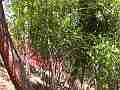 Scrub Jay parent returns to nest smooth zoom in Cat.#V18455, 1920x1080 H.264/AVC/AVCHD(.MTS), 23 sec. at 30fps 