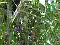 Scrub Jay parent feeding catches poop Cat.#V18464, 1920x1080 H.264/AVC/AVCHD(.MTS), 25 sec. at 30fps 