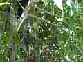 Scrub Jay chicks active hopping preening Cat.#V18467, 1920x1080 H.264/AVC/AVCHD(.MTS), 19 sec. at 30fps 