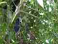 Scrub Jay parent feeding looking around Cat.#V18469, 1920x1080 H.264/AVC/AVCHD(.MTS), 20 sec. at 30fps 