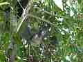 Scrub Jay chicks active hopping flapping Cat.#V18470, 1920x1080 H.264/AVC/AVCHD(.MTS), 23 sec. at 30fps 