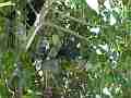 Scrub Jay parent feeding leaves chicks active Cat.#V18471, 1920x1080 H.264/AVC/AVCHD(.MTS), 40 sec. at 30fps 
