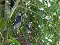 Scrub Jay female feeding chicks watches afterwards Cat.#V18472, 1920x1080 H.264/AVC/AVCHD(.MTS), 31 sec. at 30fps 