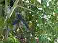 Scrub Jay parent feeding eats poop both leave Cat.#V18474, 1920x1080 H.264/AVC/AVCHD(.MTS), 33 sec. at 30fps 