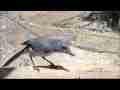 Casio EXF1 300fps Slow motion Scrubjay flies-in, eats worm, flies away Cat.#V18516, 512x384 H.264/avc1(.MOV), 137 sec. at 29.971fps 