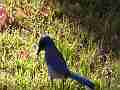 Scrub Jay hopping around in grass (zoomed) Cat.#V18552, 1920x1080 H.264/AVC/AVCHD(.MTS), 9 sec. at 30fps 
