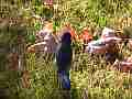 Scrub Jay hopping around in grass (zoomed) Cat.#V18553, 1920x1080 H.264/AVC/AVCHD(.MTS), 13 sec. at 30fps 