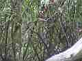 Scrub Jay Chicks in bush Cat.#V18586, 1920x1080 H.264/AVC/AVCHD(.MTS), 18 sec. at 30fps 