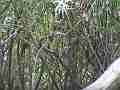 Scrub Jay Chicks in bush Cat.#V18589, 1920x1080 H.264/AVC/AVCHD(.MTS), 15 sec. at 30fps 